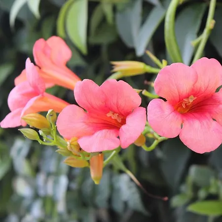 Апартаменты Toni